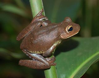 <i>Bokermannohyla vulcaniae</i> Species of amphibian