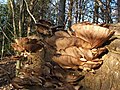 Pleurotus cornucopiae