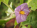 Pokok terung berbunga