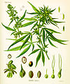 Image 42Cannabis as illustrated in Köhler's Book of Medicinal Plants, 1897 (from Medical cannabis)