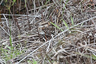 <span class="mw-page-title-main">White-tailed nightjar</span> Species of bird