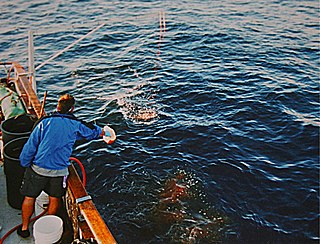 <span class="mw-page-title-main">Chumming</span> Fishing with chunks of meat