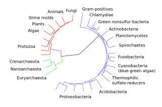 <span class="mw-page-title-main">Outline of evolution</span> Overview of and topical guide to change in the heritable characteristics of organisms