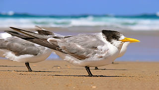 <span class="mw-page-title-main">Tern</span> Family of seabirds