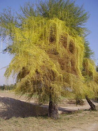 <span class="mw-page-title-main">Parasitic plant</span> Type of plant that derives some or all of its nutritional requirements from another living plant