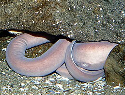 A Pacific hagfish in a rock crevice. Eptatretus stoutii 1.jpg