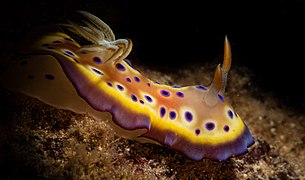 Goniobranchus kuniei, off the coast of Papua New Guinea