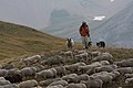 Image 42Sheep in Écrins National Park (France) (from Livestock)