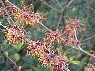 <i>Hamamelis <span style="font-style:normal;">×</span> intermedia</i> Hybrid flowering plant in the family Hamamelidaceae