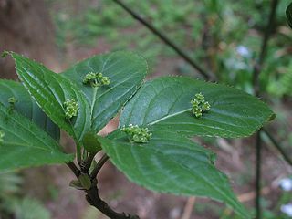 <i>Helwingia</i> Genus of flowering plants