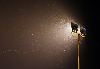 Rastros de luz do voo de insetos em frente de holofotes sobre um poço de água em Okambara Elephant Lodge, Namíbia. (definição 4 960 × 3 412)