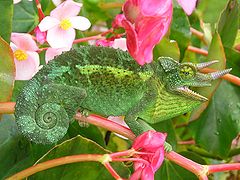 Jackson's Chameleon 2 edit1