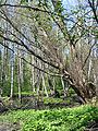 Uma floresta de amieiro em Strömsinlahti, Roihuvuori, Helsinki