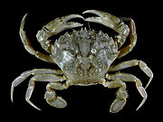    Liocarcinus vernalis