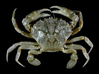 <span class="mw-page-title-main">Eubrachyura</span> Group of crabs