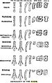 Image 4Diagram by O.C. Marsh of the evolution of horse feet and teeth, reproduced in T. H. Huxley's 1876 book, Professor Huxley in America (from History of paleontology)