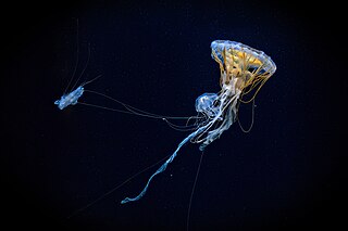 <i>Chrysaora hysoscella</i> Species of jellyfish