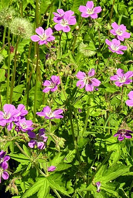 Geranium sylvaticum