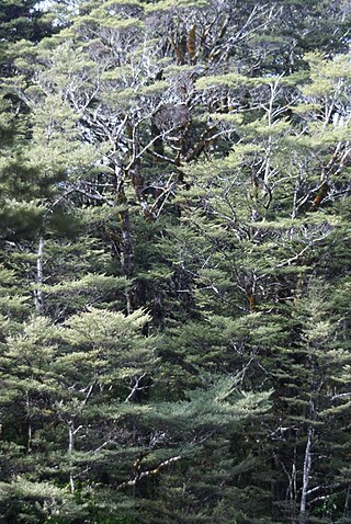 <i>Nothofagus cliffortioides</i> Species of Southern beech tree in New Zealand