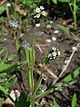 Mislitt hoylús (Myosotis discolor)