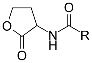 <span class="mw-page-title-main">Lactonase</span> Class of enzymes