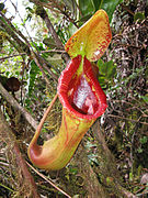 Nepenthes × trusmadiensis