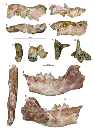 <i>Percrocuta</i> Extinct genus of carnivores