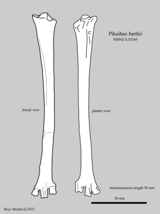 <i>Pikaihao</i> Extinct genus of birds