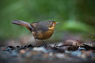 <span class="mw-page-title-main">Pilotbird</span> Monotypic genus of Australian bird