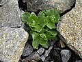 Primula minima