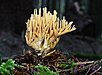 30 Commons:Picture of the Year/2011/R1/Ramaria-flaccida-fichtenkoralle.jpg