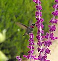 Salvia leucantha