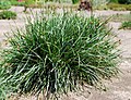 Sesleria sadlerana.jpg