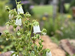 Siberian columbine.jpg