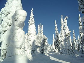 Snow-covered fir trees in Kuusamo, Finland