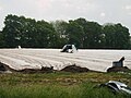 Machines d'aide à la récolte d'asperges opérant sur terrain billonné et sous le film plastique, Allemagne, 2007.