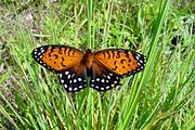 Speyeria idalia (regal fritillary) Adult, dorsal view.