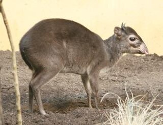 Maxwells duiker Species of mammal