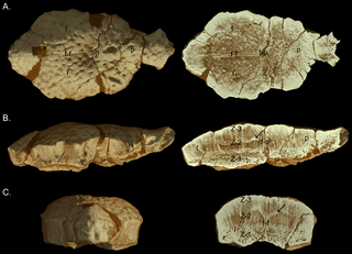 <span class="mw-page-title-main">Pachyostosis</span> Condition in which bones have an abnormally elevated density