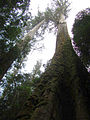 Image 44Eucalyptus regnans forest in Tasmania, Australia (from Old-growth forest)