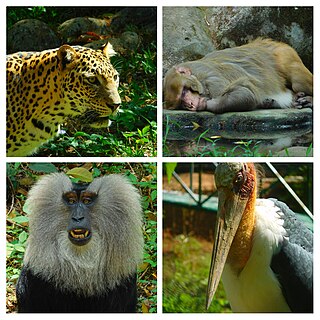 <span class="mw-page-title-main">Thiruvananthapuram Zoo</span> Zoo in Kerala, India