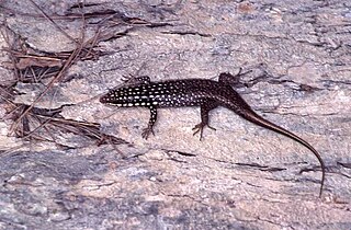 <i>Trachylepis vato</i> Species of lizard