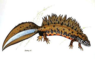 <span class="mw-page-title-main">Danube crested newt</span> Species of amphibian