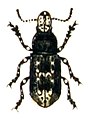 Tropideres albirostris (Schaller 1783)