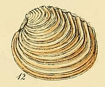 Venus casina