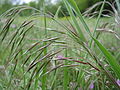 (Bromus tectorum)