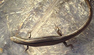 Eastern three-lined skink species of reptile