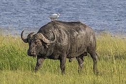 Afrikinis buivolas (Syncerus caffer)