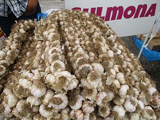 <span class="mw-page-title-main">Red Sulmona Garlic</span> Type of garlic