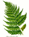 Athyrium filix-femina, dufoje dividita limbo